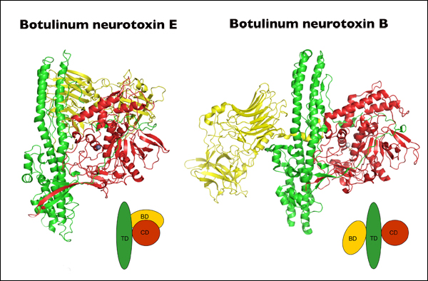 Structure of New Botulism Nerve Toxin Subtype